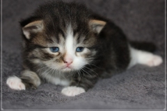 Fenjala-Liebeshof-black-silver-classic-tabby-white-3-Wochen-alt.-Siberian-Altai-Eyes-www.sibirische-katzen-hamburg.de-I