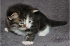 Fenjala-Liebeshof-black-silver-classic-tabby-white-3-Wochen-alt.-Siberian-Altai-Eyes-www.sibirische-katzen-hamburg.de-III