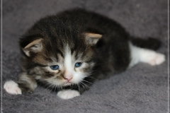 Fenjala-Liebeshof-black-silver-classic-tabby-white-3-Wochen-alt.-Siberian-Altai-Eyes-www.sibirische-katzen-hamburg.de_