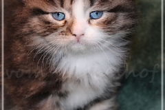 Fenjala-Liebeshof-black-silver-classic-tabby-white-4-Wochen-alt.-Siberian-Altai-Eyes-www.sibirische-katzen-hamburg.de-III