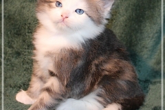 Filou-Paul-Liebeshof-blue-golden-classic-tabby-white-4-Wochen-alt.-Siberian-Altai-DBE-dominant-blue-eyes-I