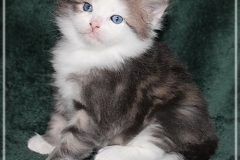 Filou-Paul-Liebeshof-blue-golden-classic-tabby-white-4-Wochen-alt.-Siberian-Altai-DBE-dominant-blue-eyes-II