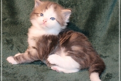 Filou-Paul-Liebeshof-blue-golden-classic-tabby-white-4-Wochen-alt.-Siberian-Altai-DBE-dominant-blue-eyes-III